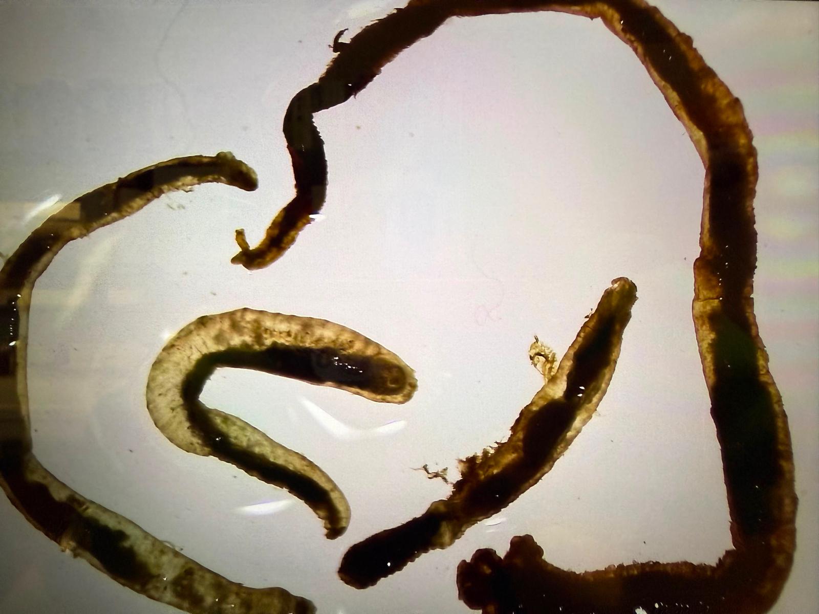 Recovered nematodes under brightfield microscopy
