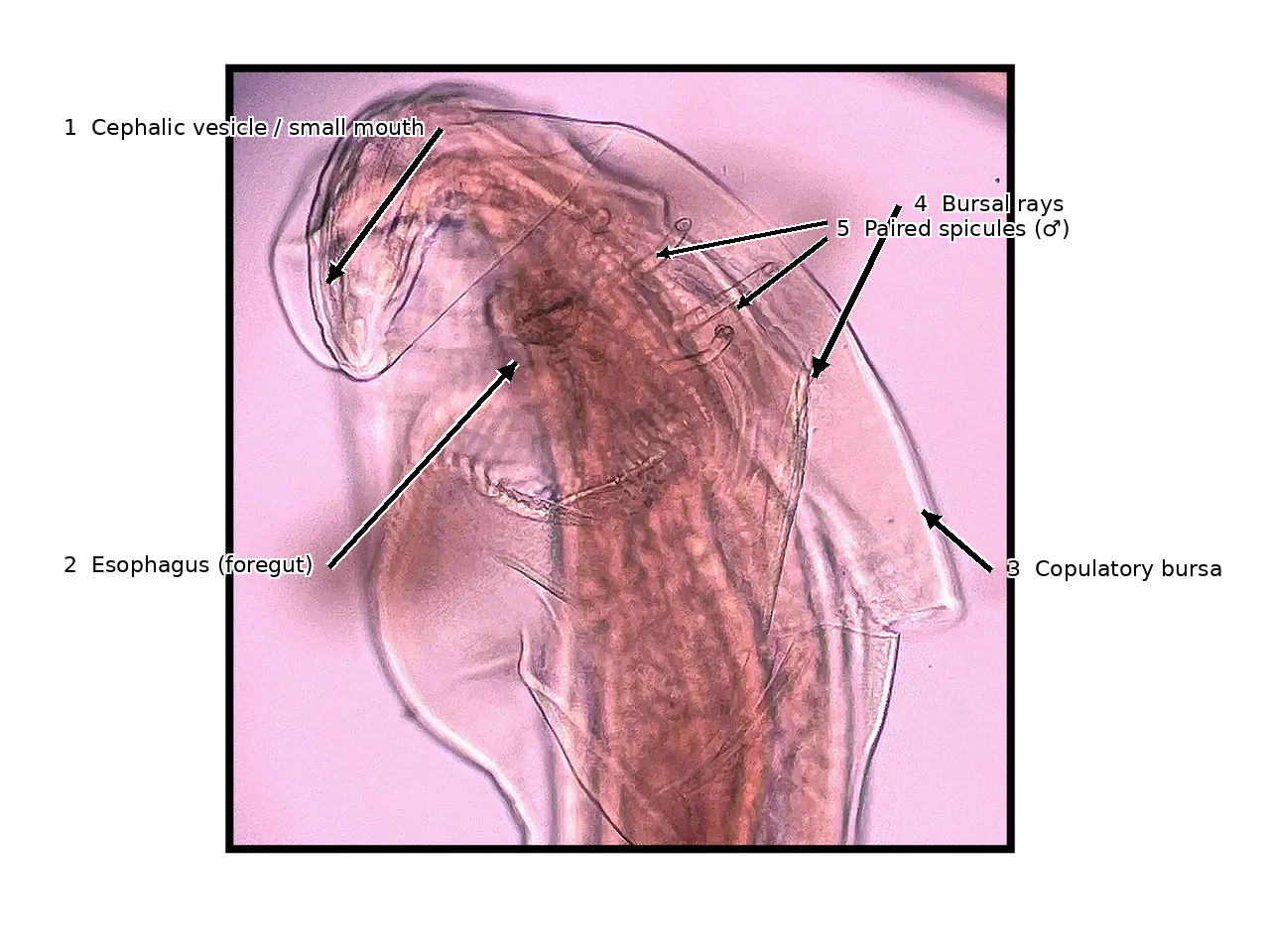 Nematode anatomical comparator