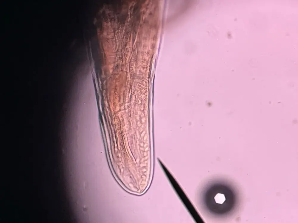 Specimen context
