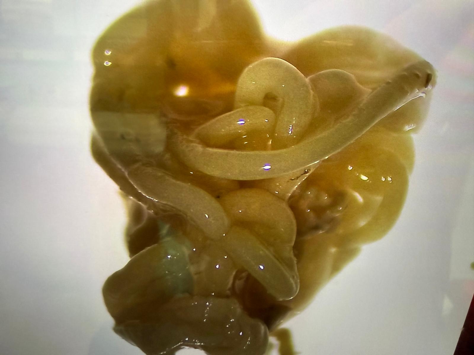 Recovered nematodes — tissue context