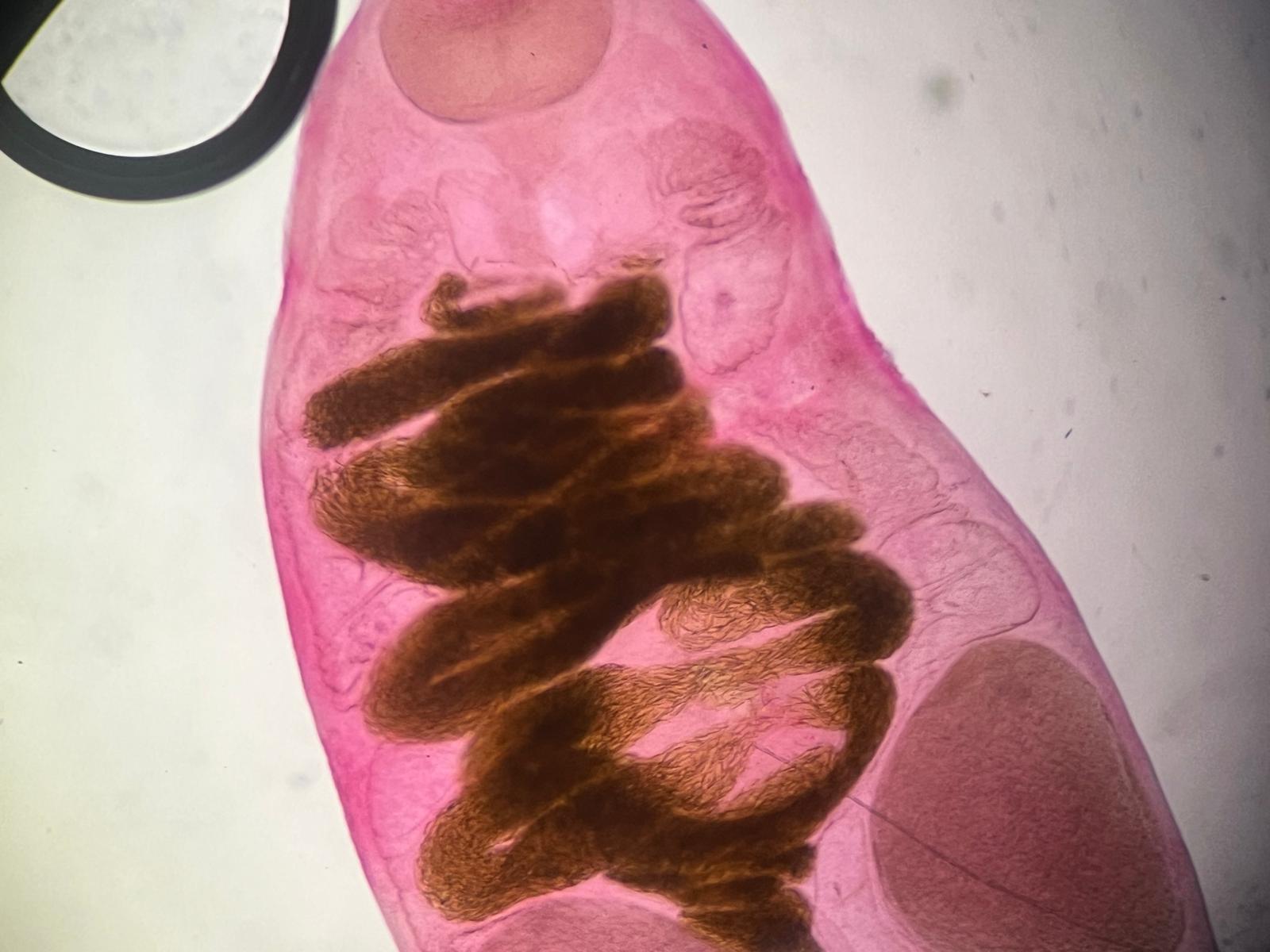 Stained whole mount — internal anatomy