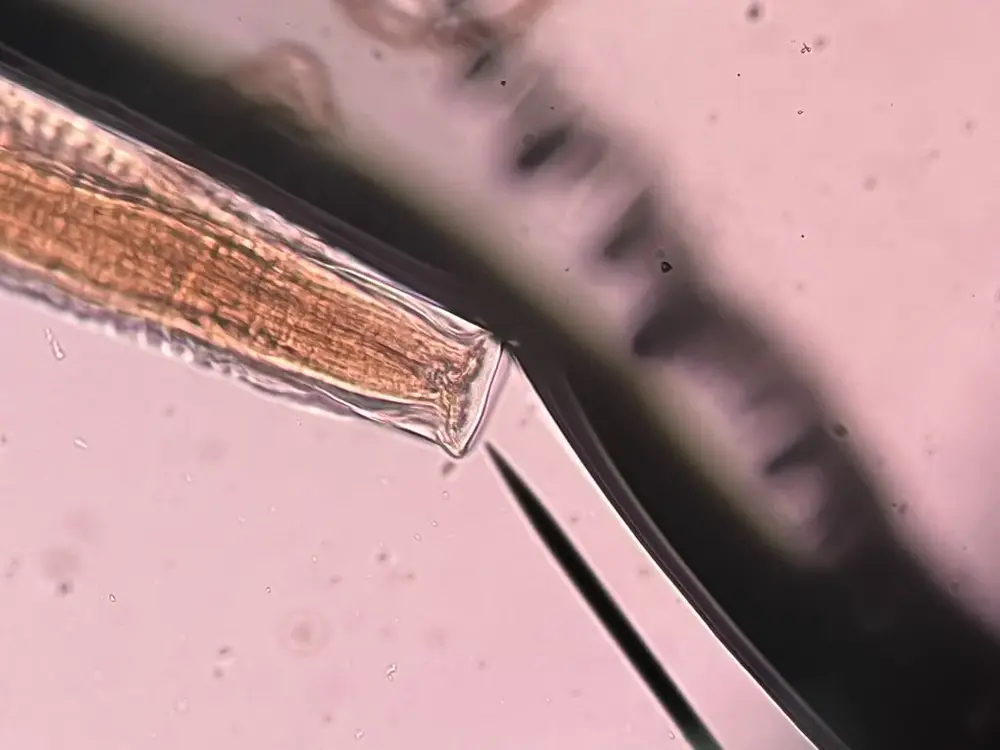 Microscope detail