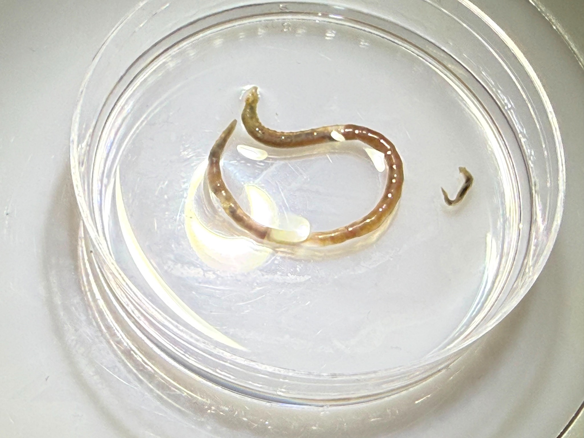 Isolated nematode specimen