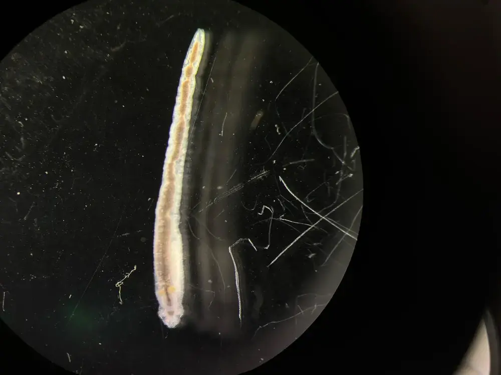 Whole nematode – microscope field