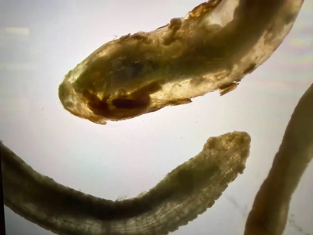 Terminal parasite view