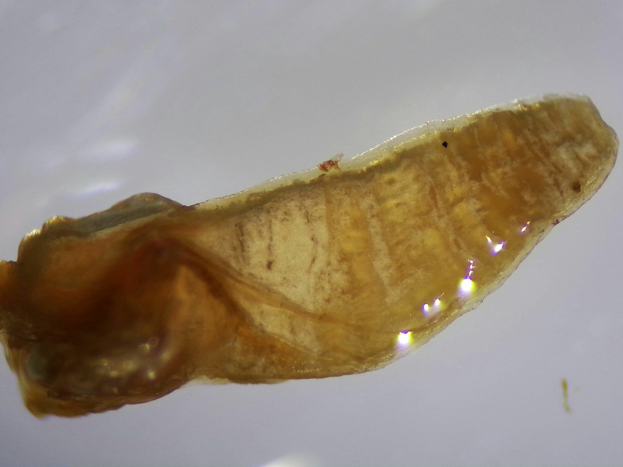 Nematode terminal anatomy — brightfield