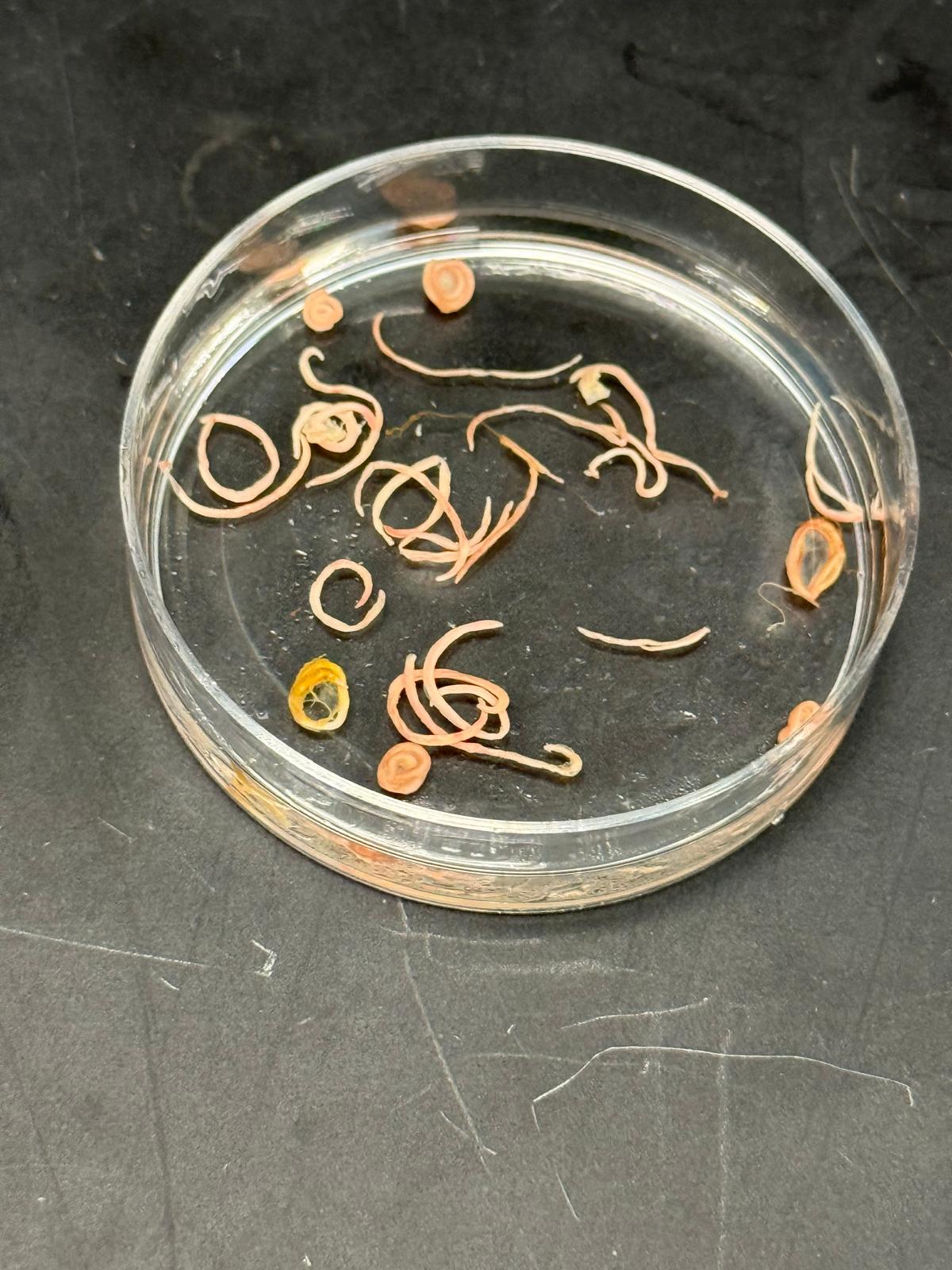 Recovered nematode cohort