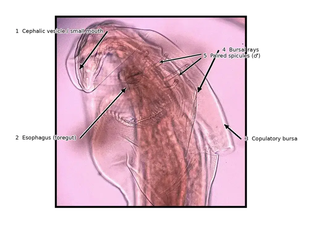 Nematode anatomical comparator