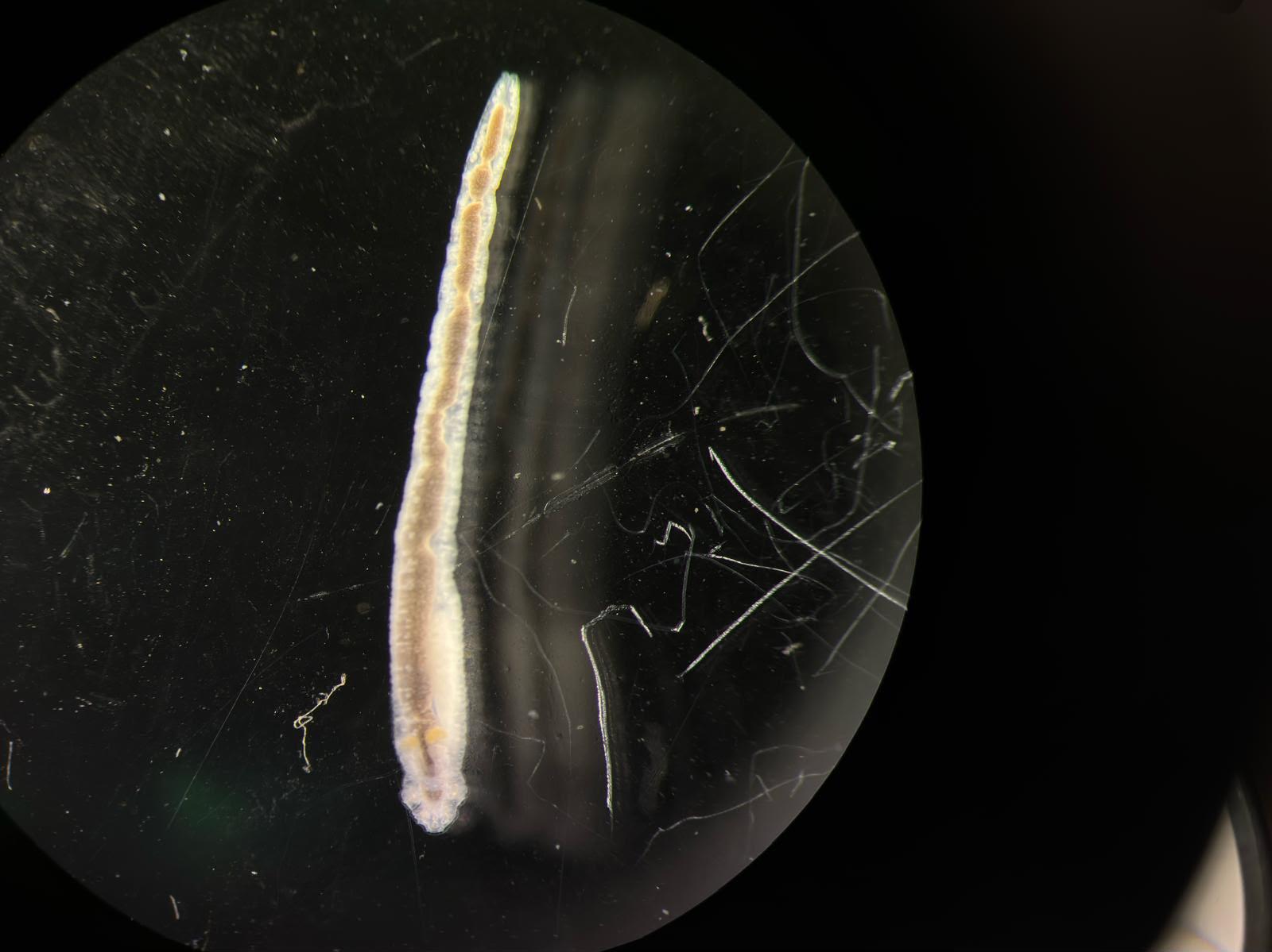 Whole nematode — microscope field
