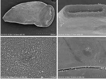 SEM evidence composite