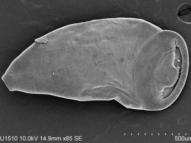 SEM whole specimen