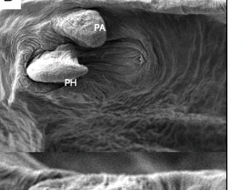 SEM close view of selected pentastome structures