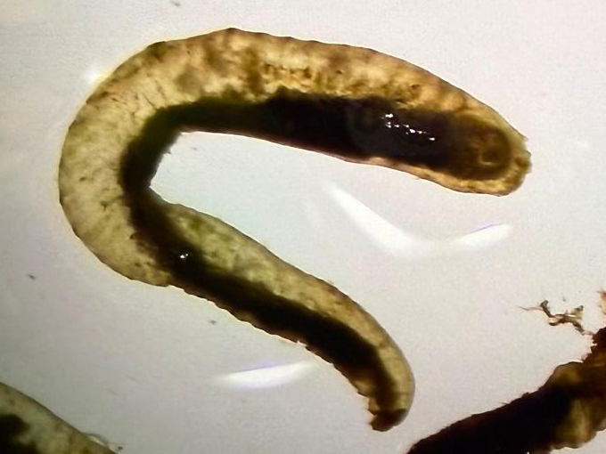 Unaltered crop of the selected curved specimen in the source photograph.