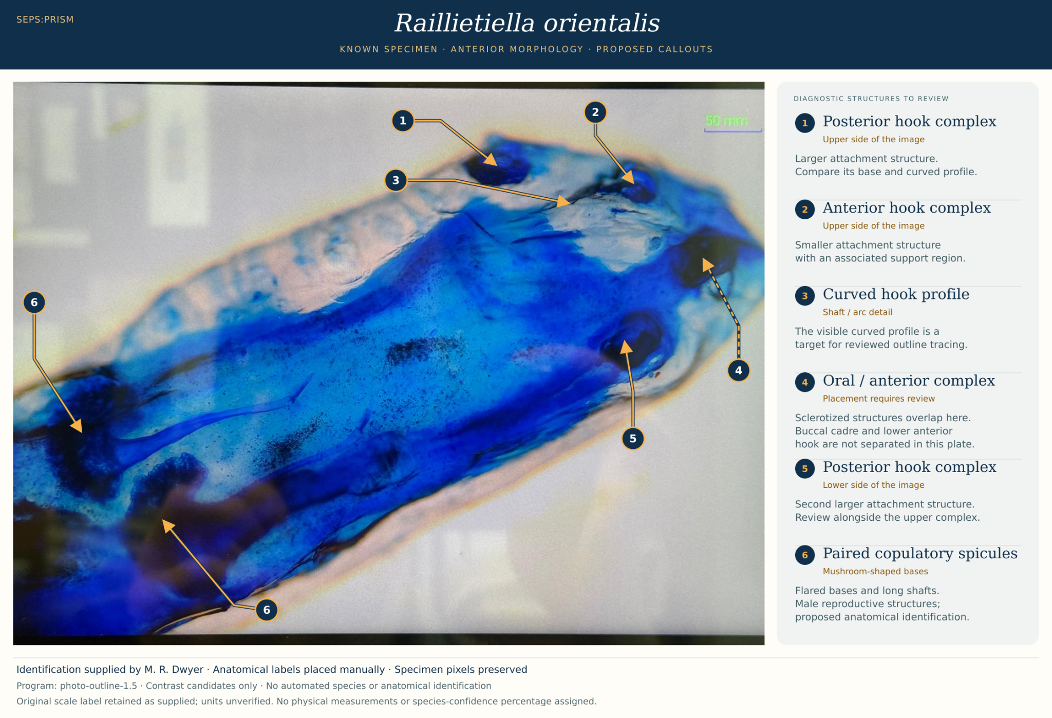 Cleared Raillietiella orientalis with proposed manual anatomical callouts