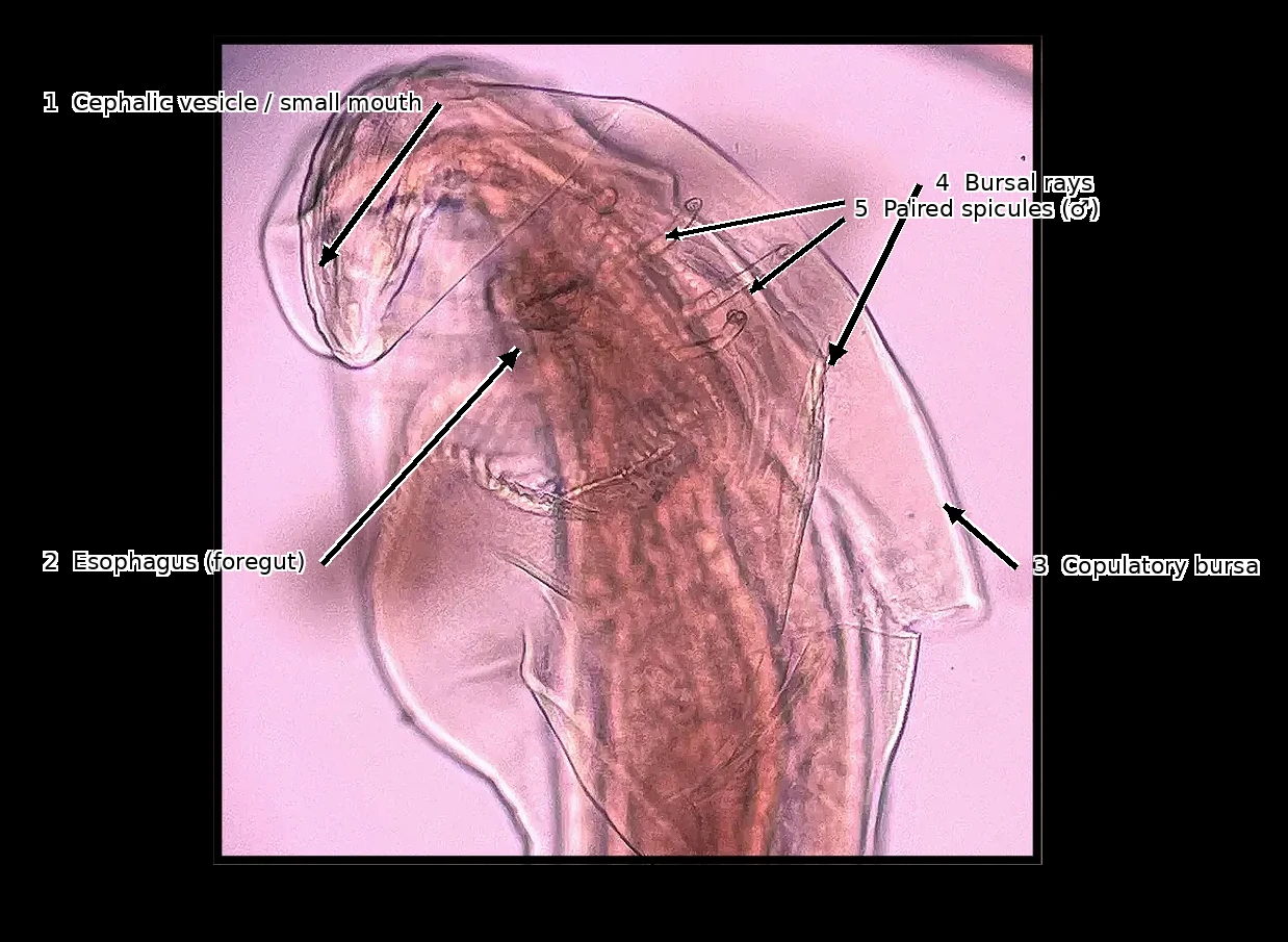 Annotated nematode morphology demonstrating the need for interpretable evidence