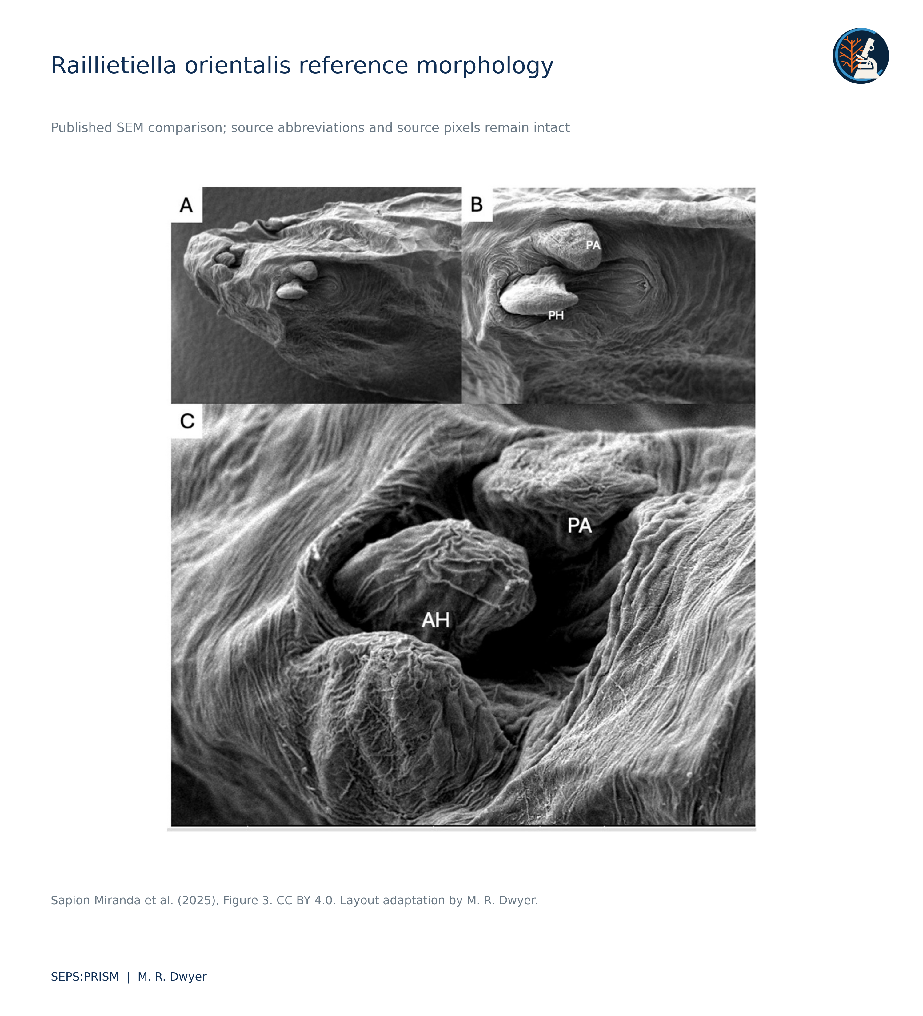 S01_Raillietiella_SEM_Source_Plate